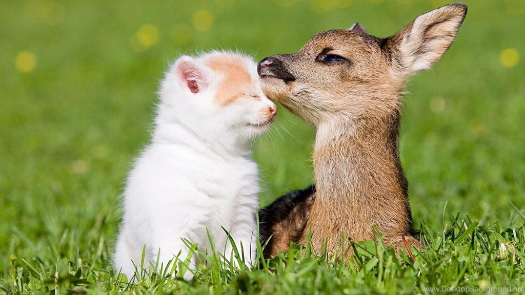 Baby Deer And Baby Kitten Wallpapers HD Widescreen