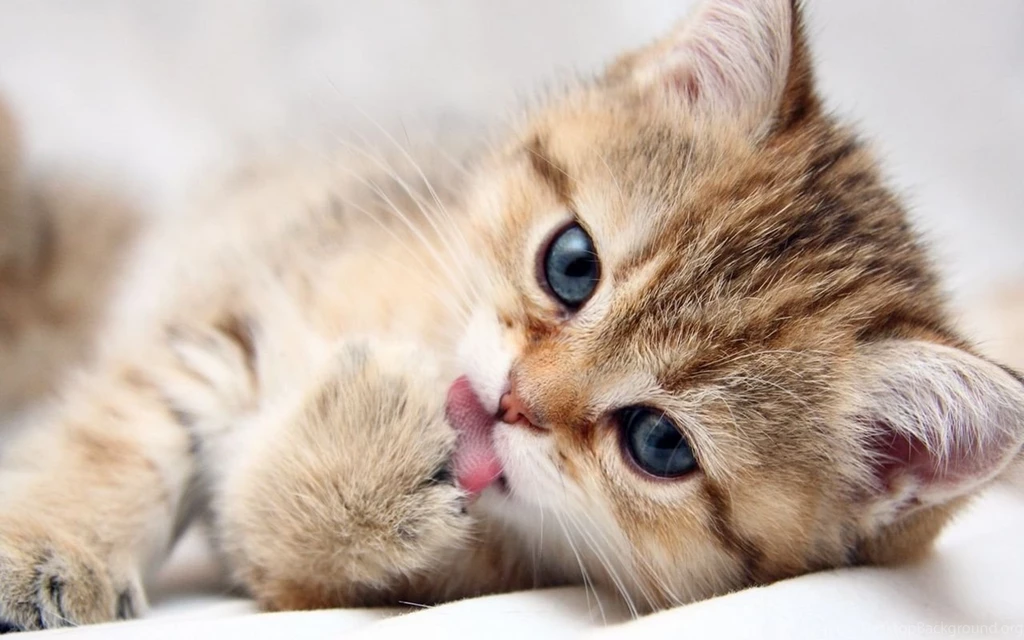 Cute Baby Kittens Wallpapers
