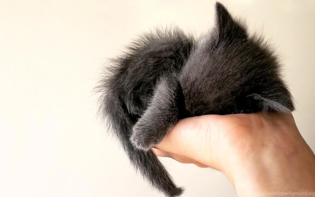 Baby_kitten_sleep on hand.jpg
