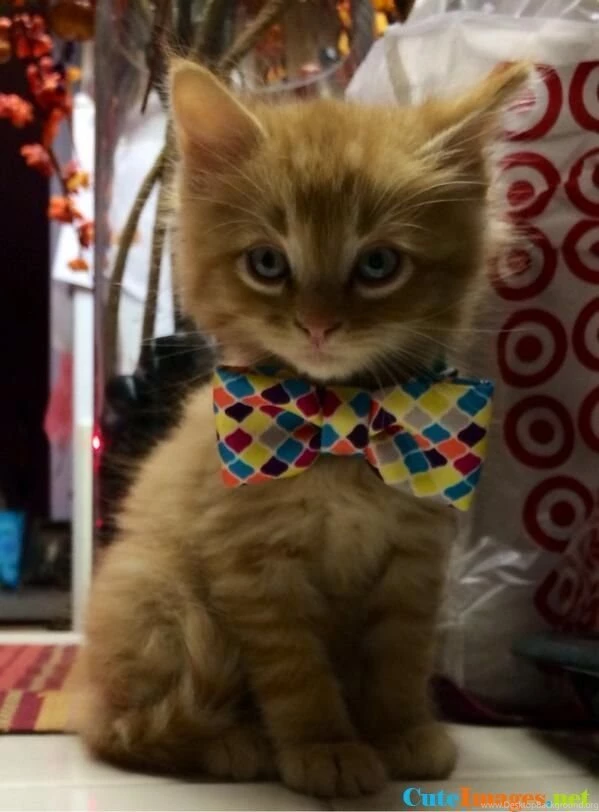 My New Kitten Is Very Photogenic Wallpapers CuteImages.net