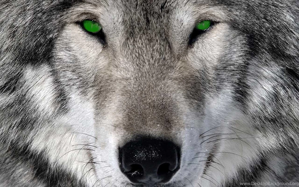 Wolf Wallpapers Desktop