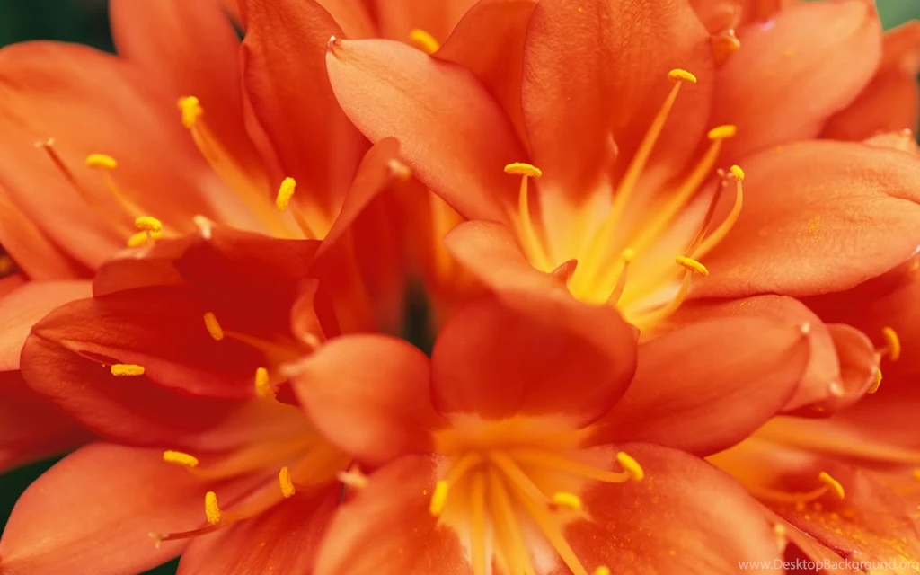 Desktop Wallpapers · Gallery · Nature · Red Lilies Bouquet Computer ...