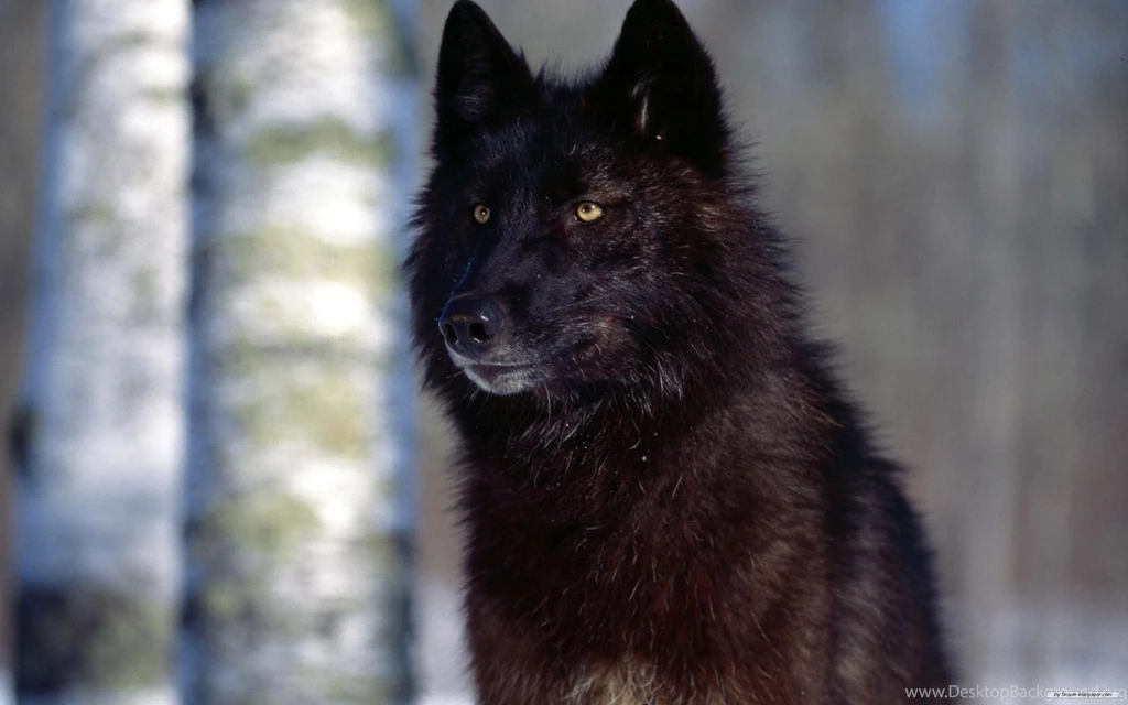 Free Wallpapers Free Animal Wallpapers Wolf Wallpapers ...