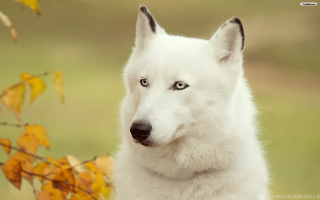 YouWall White Wolf Wallpapers Wallpaper,wallpapers,free ...