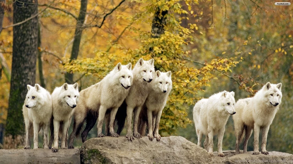 YouWall White Wolves Wallpapers Wallpaper,wallpapers,free ...