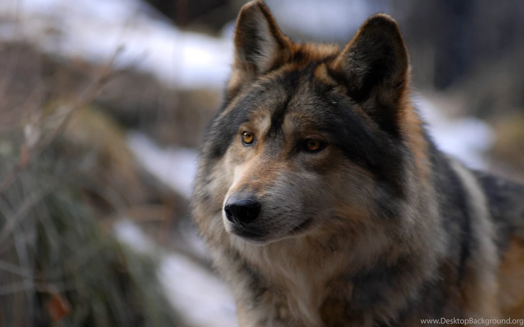 Wolf Wallpapers Free