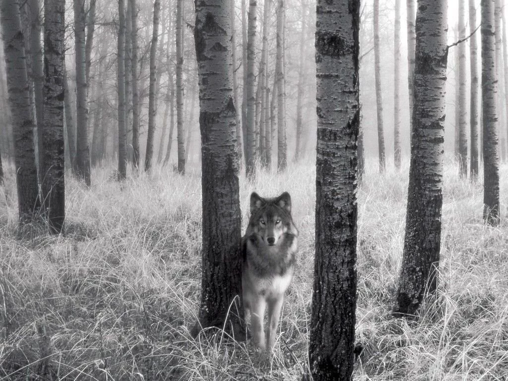Gray Wolf Wallpapers