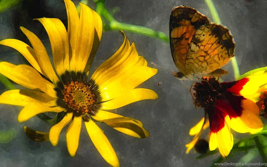 Butterflies Summer Life Flowers Butterfly Animals Garden Bright ...