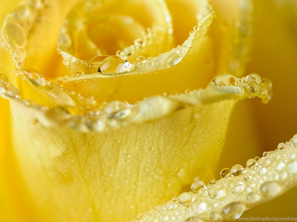 Wallpaperyellow Rose, Water Drops, Macro, Petals, Rain HD Desktop ...