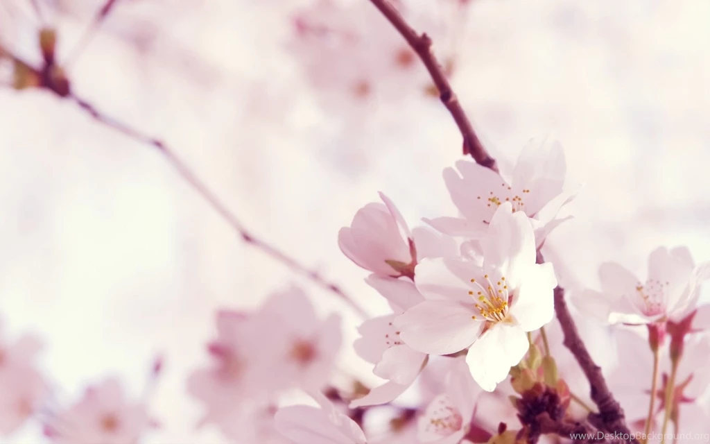Sakura Flower HD Japan Wallpapers