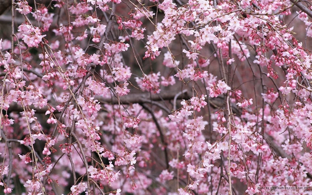 1440*900 Japanese Sakura Wallpapers Japanese Cherry Blossom ...