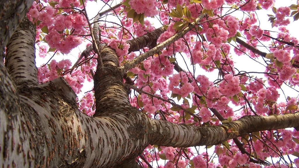 Sakura Hd Wallpapers Page 0