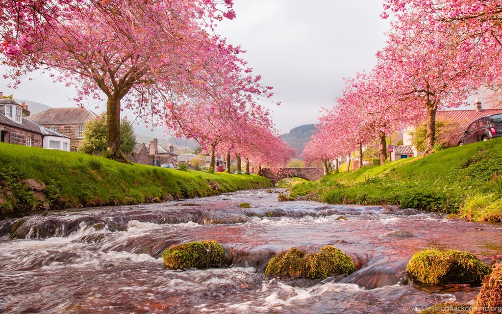 Download Japan Sakura Wallpapers For Android