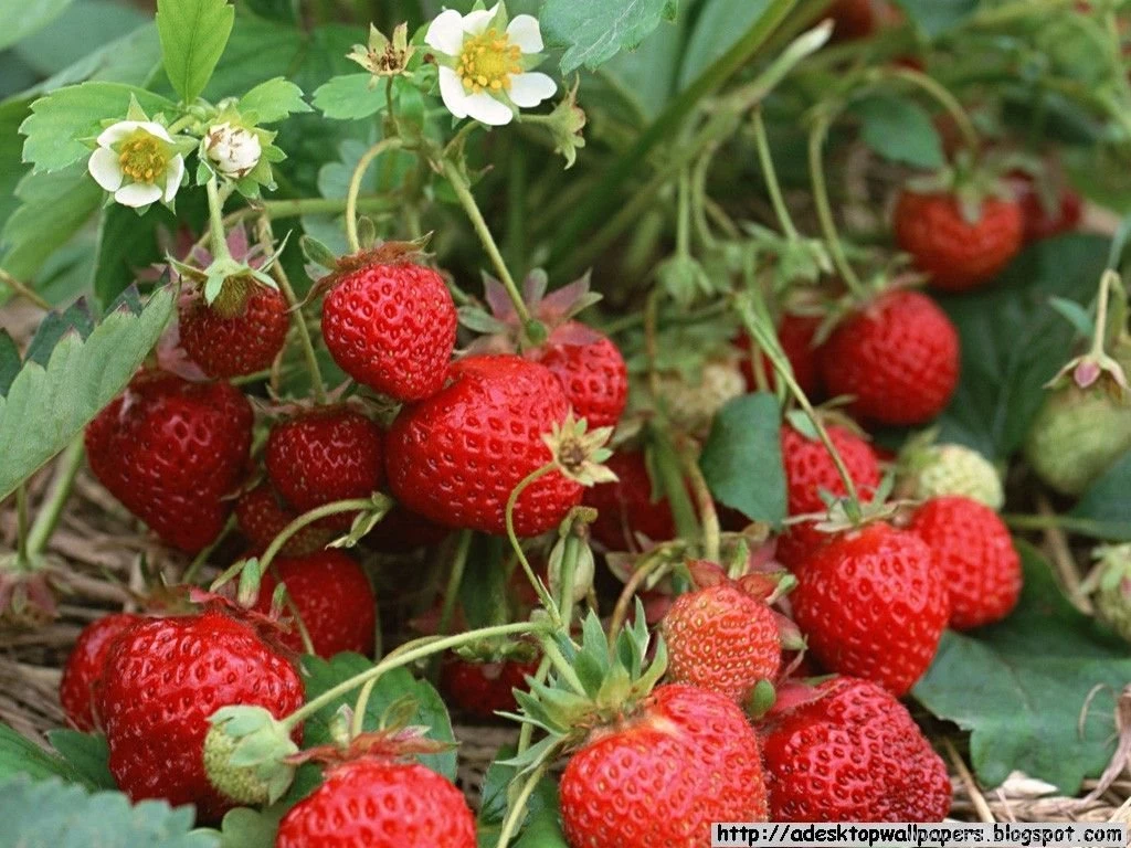 Strawberry Fruit Desktop Wallpapers ~ A Desktop Wallpapers