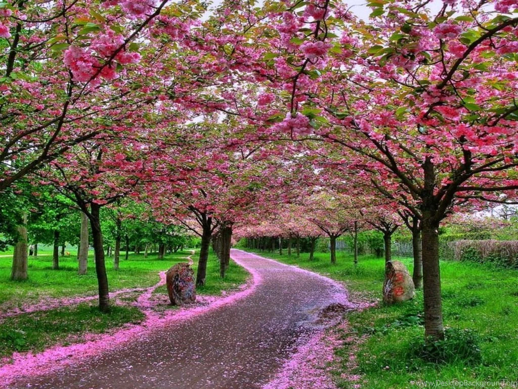 Wallpapers Sakura ~ Elrinconcitodemaya