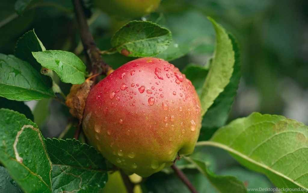 Apple Tree Desktop Wallpapers , New Wallpapers, New Wallpapers