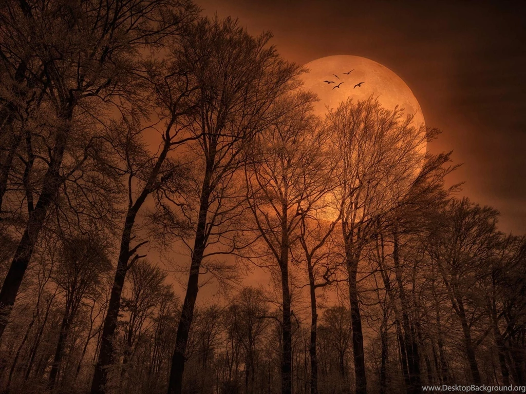 Red Moon High Trees & Birds Wallpapers