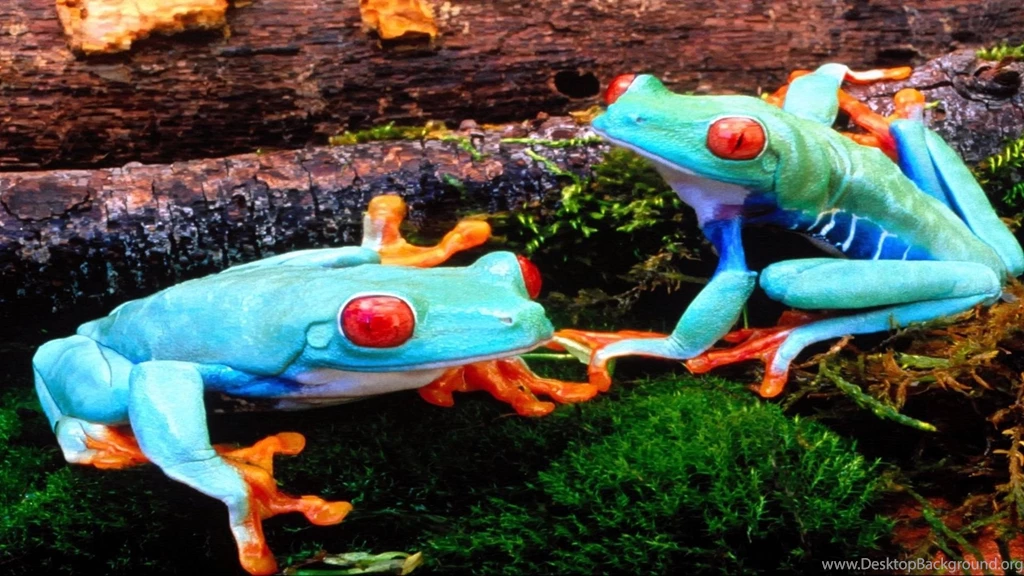 Gallery For   Crazy Frog Computer Desktop Wallpapers