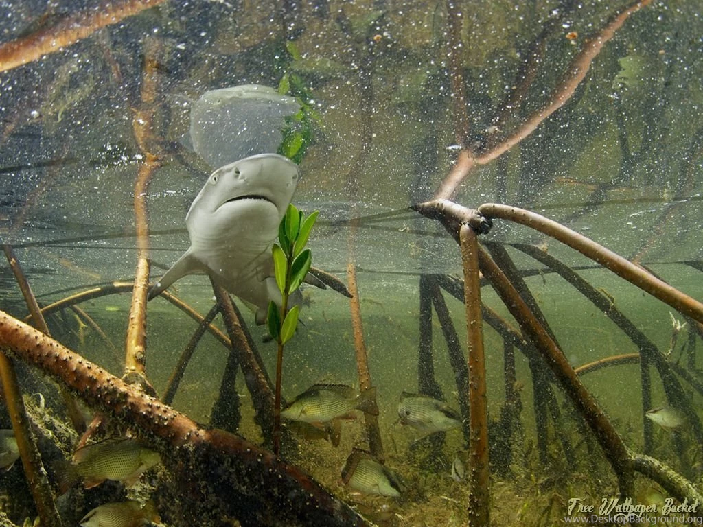 Deep Under The See Best HD Wallpapers For Computer Desktop!