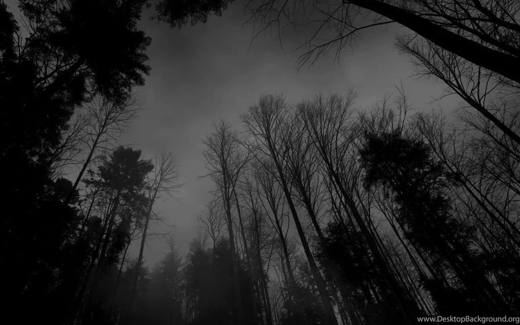 Gallery For Hd Wallpapers Dark Forest