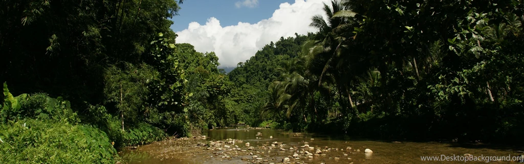 Dual Monitor Background: Tropical Nature, River, Jungle Vegetation