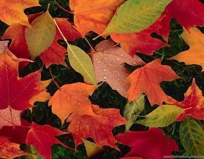 Autumn Backgrounds Wallpapers, Latest Fall Desktop Wallpapers ...