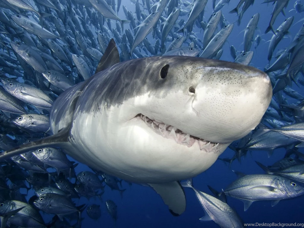 Ferocious Shark 1600x1200 Wallpapers,shark 1600x1200 Wallpapers ...