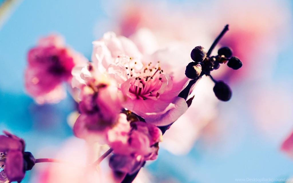 Colorful Spring Wallpapers