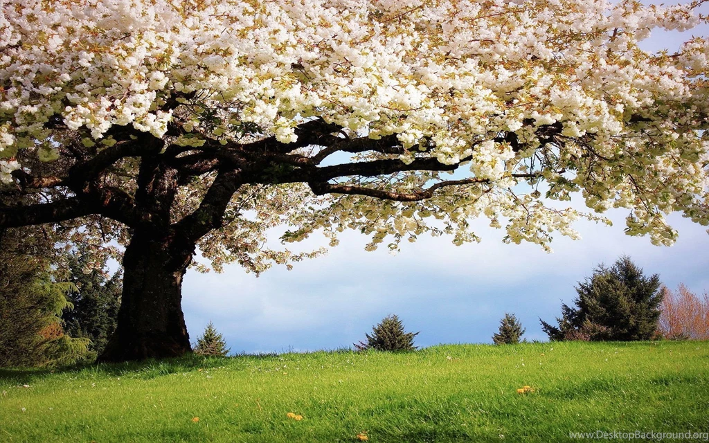 Spring Cherry Tree Wallpapers