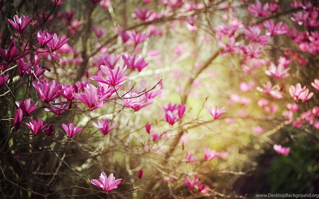 Gallery For Spring Flowers For Desktop Wallpapers