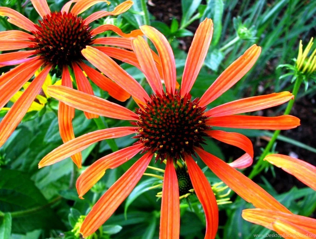 Simple Steps To Gain Free Beauty Wallpapers For Computers ...