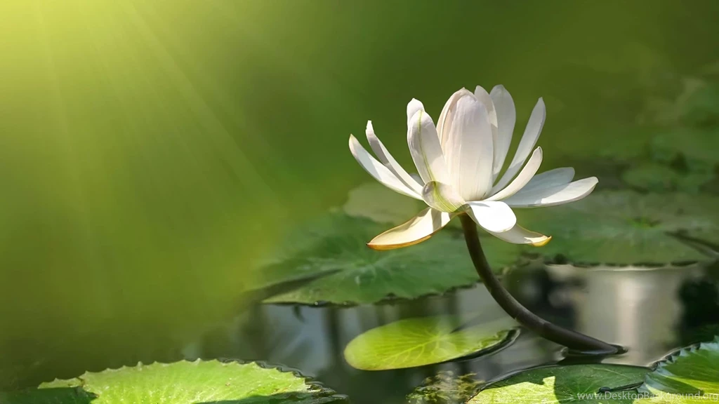 Free Wallpapers For Computers White Lotus Flower Exposed To ...