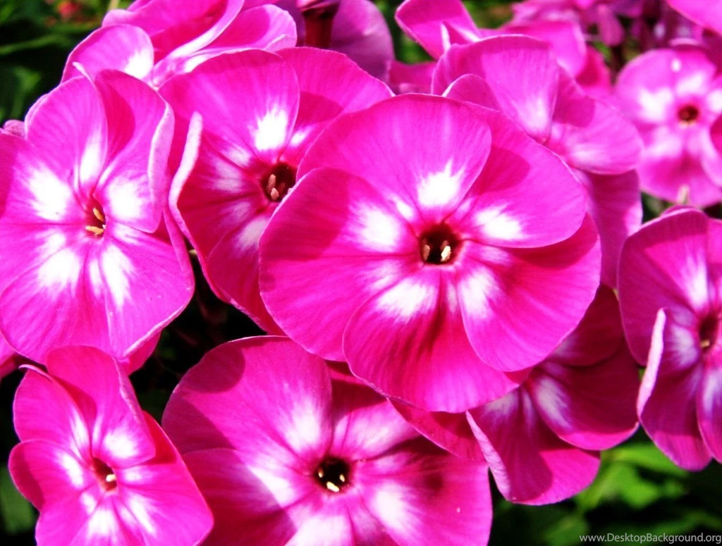 Free Beauty Wallpapers For Computer 09 Photos Of Simple Steps To ...