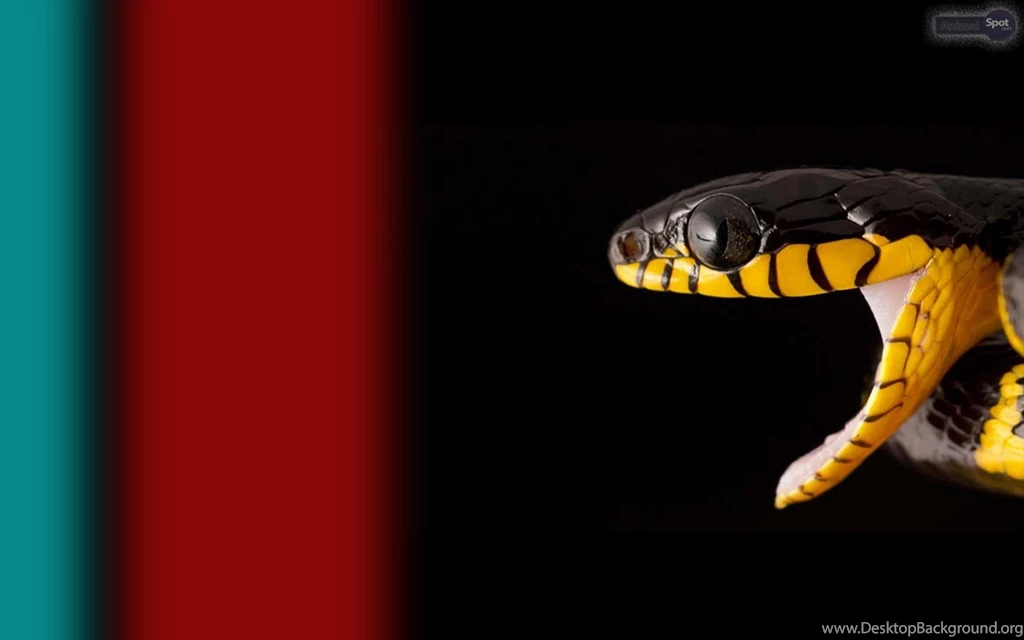 Snake Wallpapers « Animal Spot