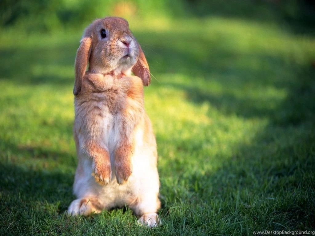 Rabbit HD Wallpapers