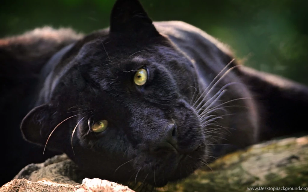 Panther Leopard Black Face Eyes Wallpapers