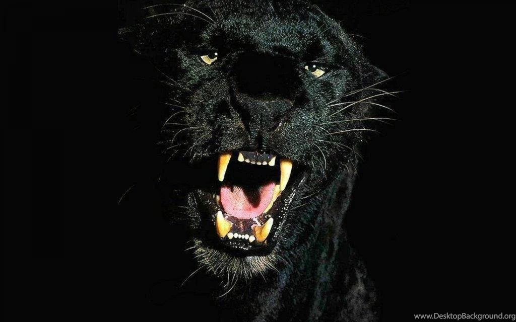 40 Black Leopard HD Wallpapers 1808 :: Black Leopard Hd Wallpapers