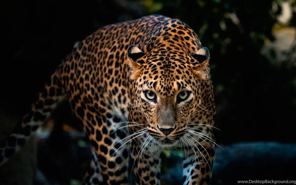 Black Leopard Wallpaper.
