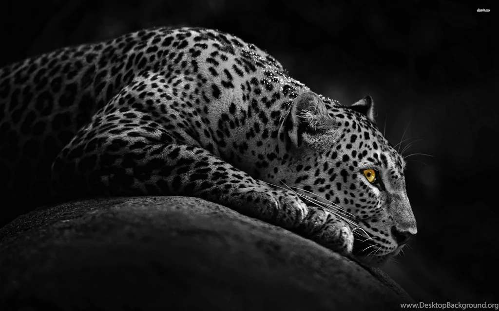 Resting Leopard Wallpapers Animal Wallpapers