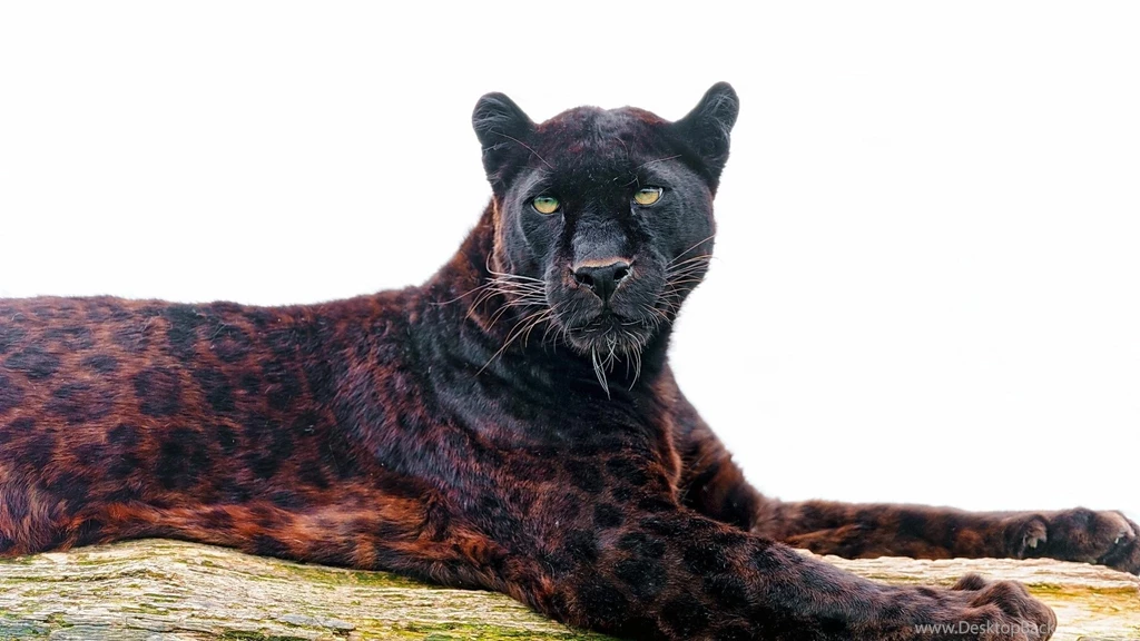 Gorgeous Black Leopard HD Desktop Wallpapers : Widescreen : High ...