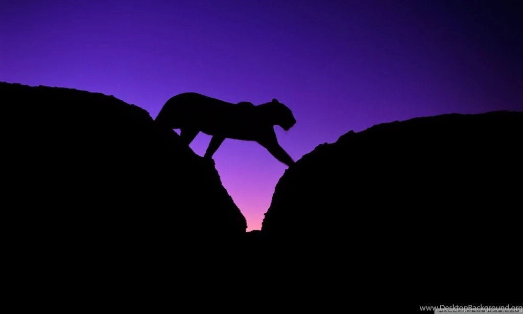 African Leopard HD Desktop Wallpapers : High Definition ...