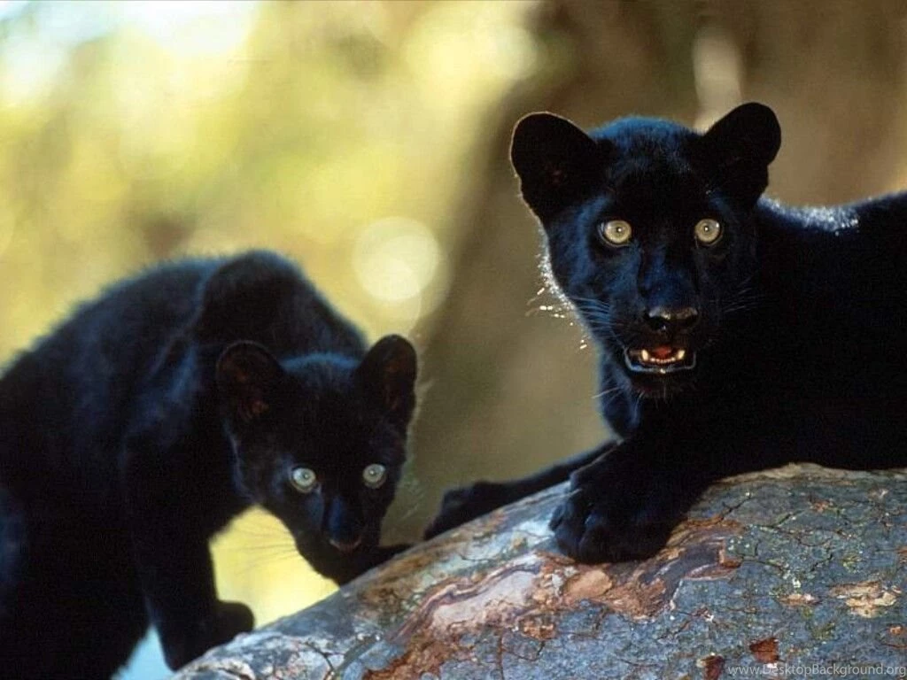 Black Leopard   Wallpapers Zoom