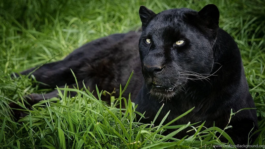 Black Panther Wallpapers