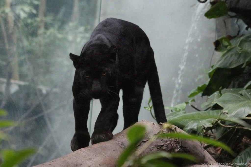 Black Leopard Wallpapers