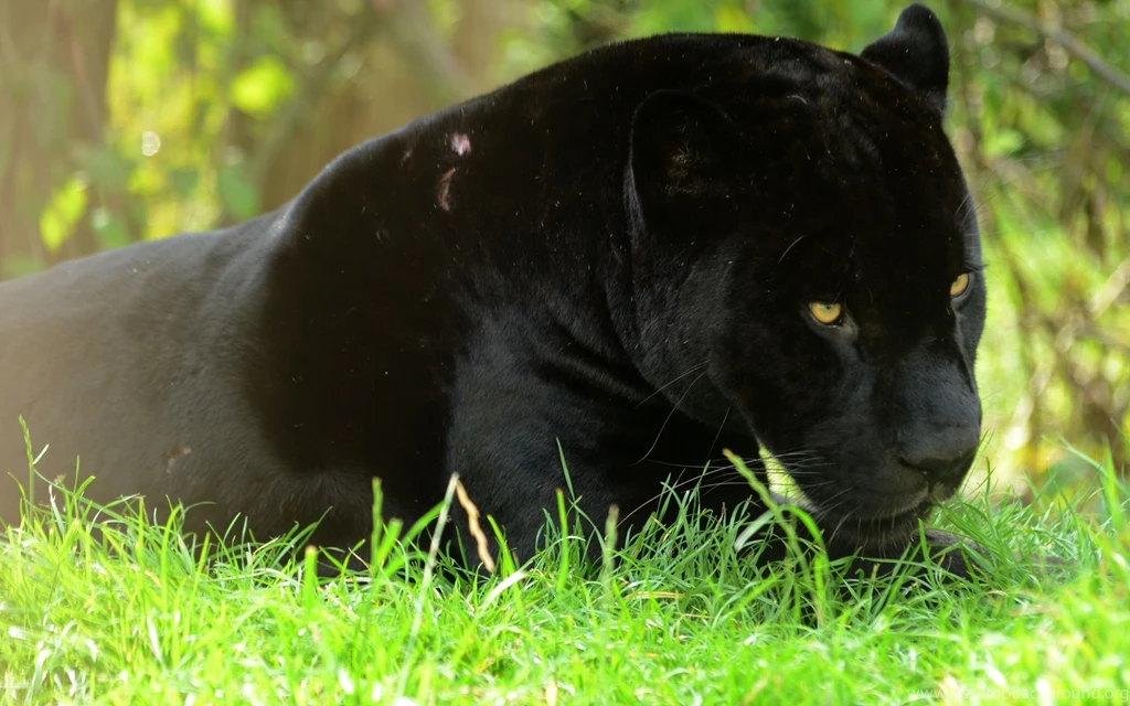 Black Leopard Wallpapers