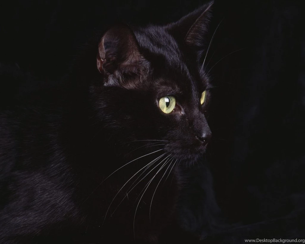 Download Black Leopard Wallpapers In 1280x1024 Resolution