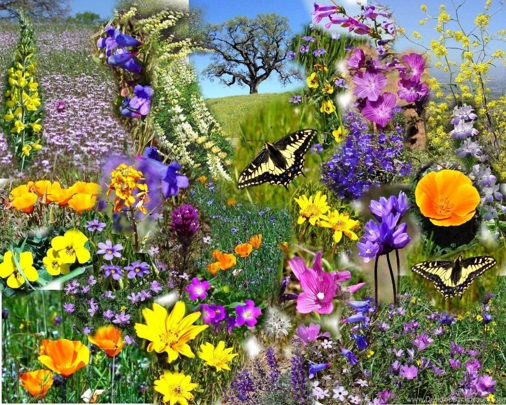 30+ Gorgeous Looking Spring Wallpapers Pic Eager