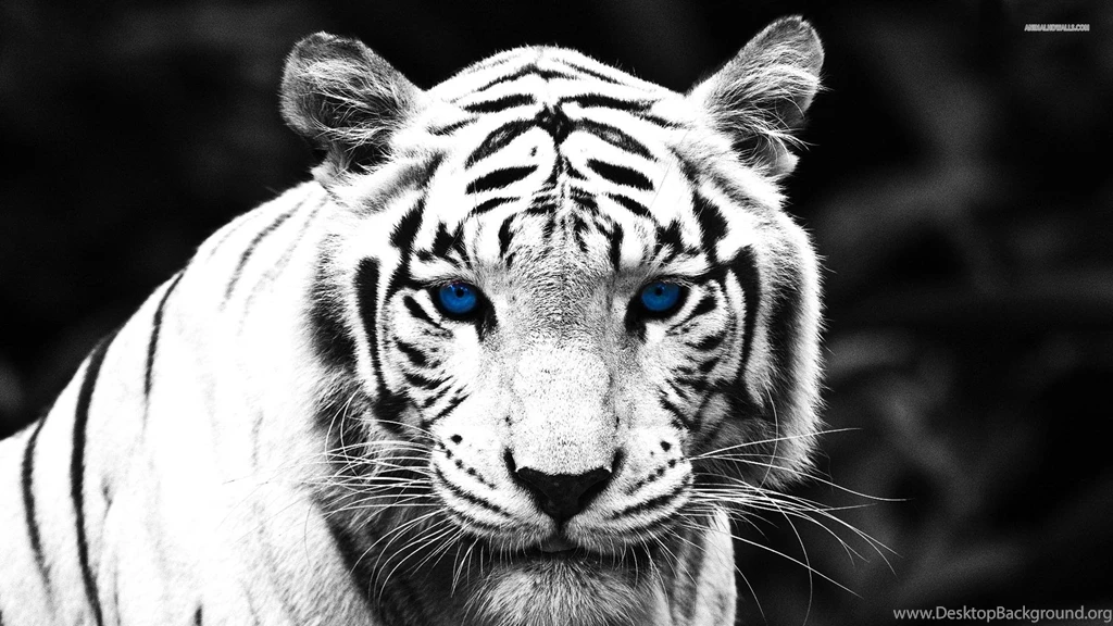 Blue Eyed Tiger >> HD Wallpaper, Get It Now!