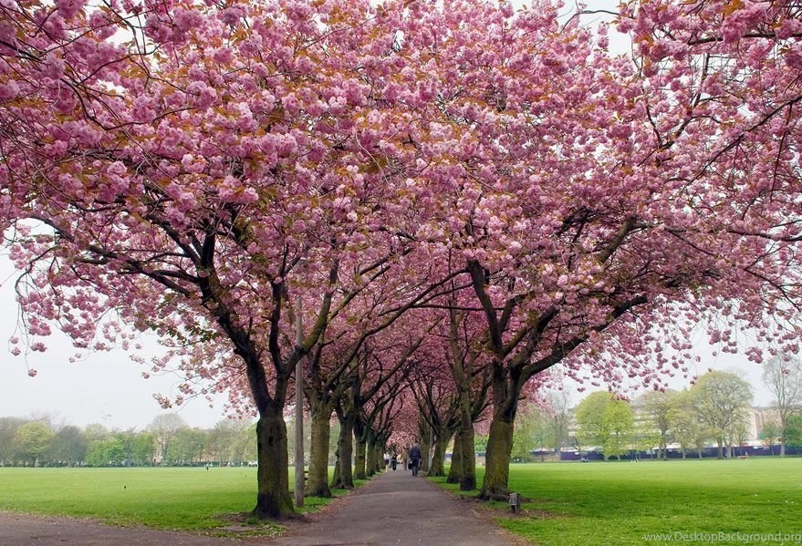 Spring Wallpapers Hd