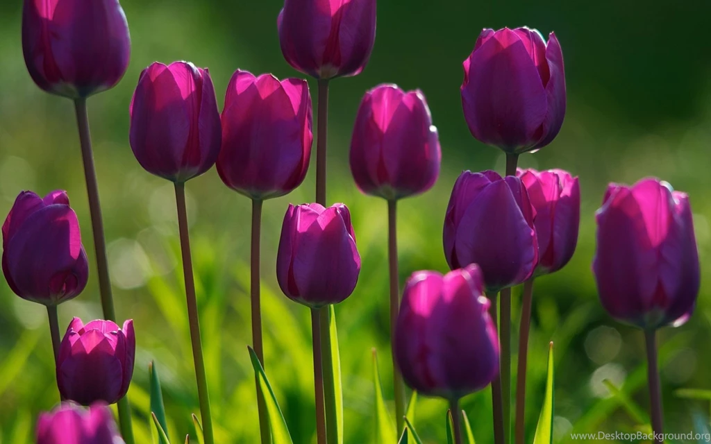 Beautiful Spring Wallpapers Pics